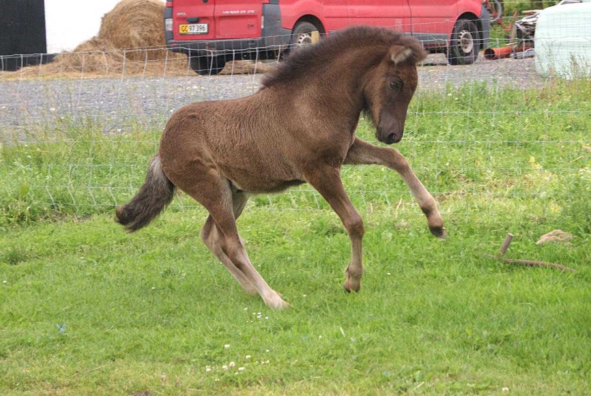 Islænder Dísa fra Lysenge billede 9