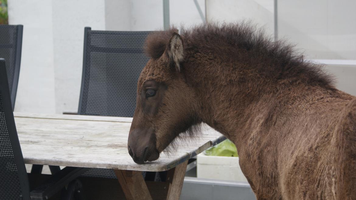 Islænder Dísa fra Lysenge billede 10