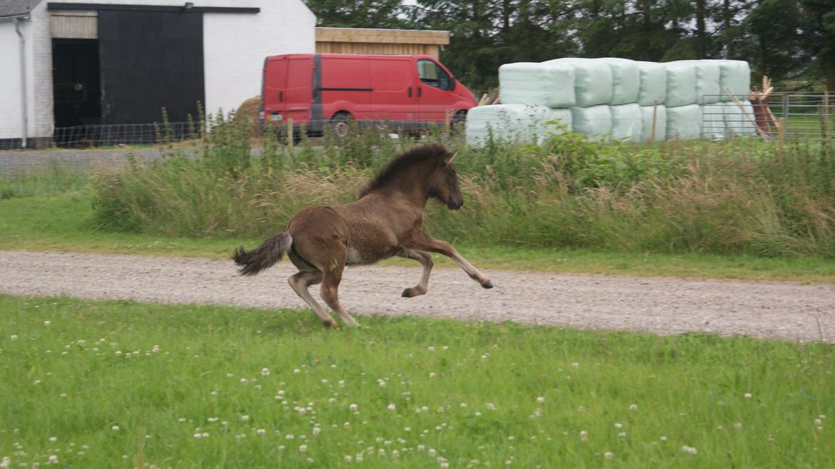 Islænder Dísa fra Lysenge billede 11