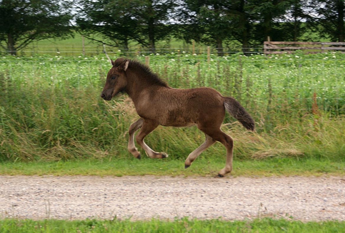 Islænder Dísa fra Lysenge billede 12