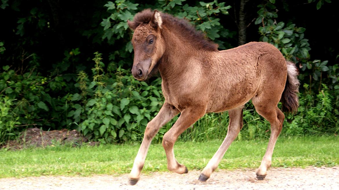 Islænder Dísa fra Lysenge billede 6