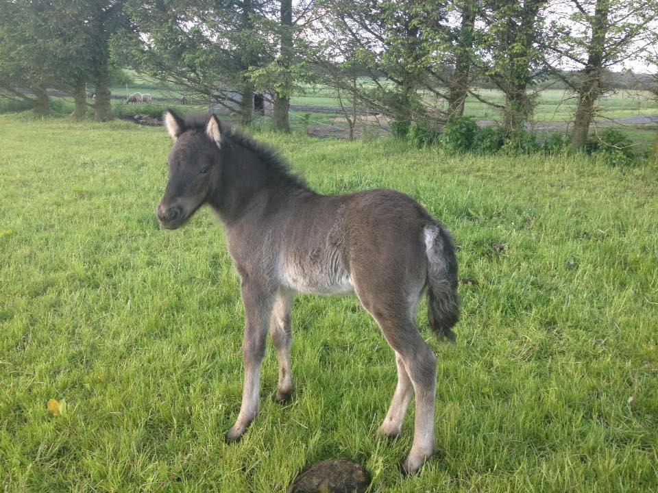 Islænder Dísa fra Lysenge billede 13