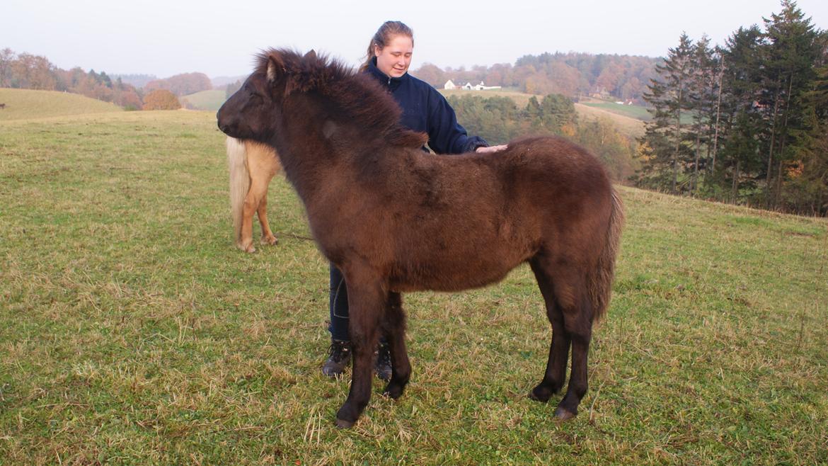 Islænder Dísa fra Lysenge billede 14