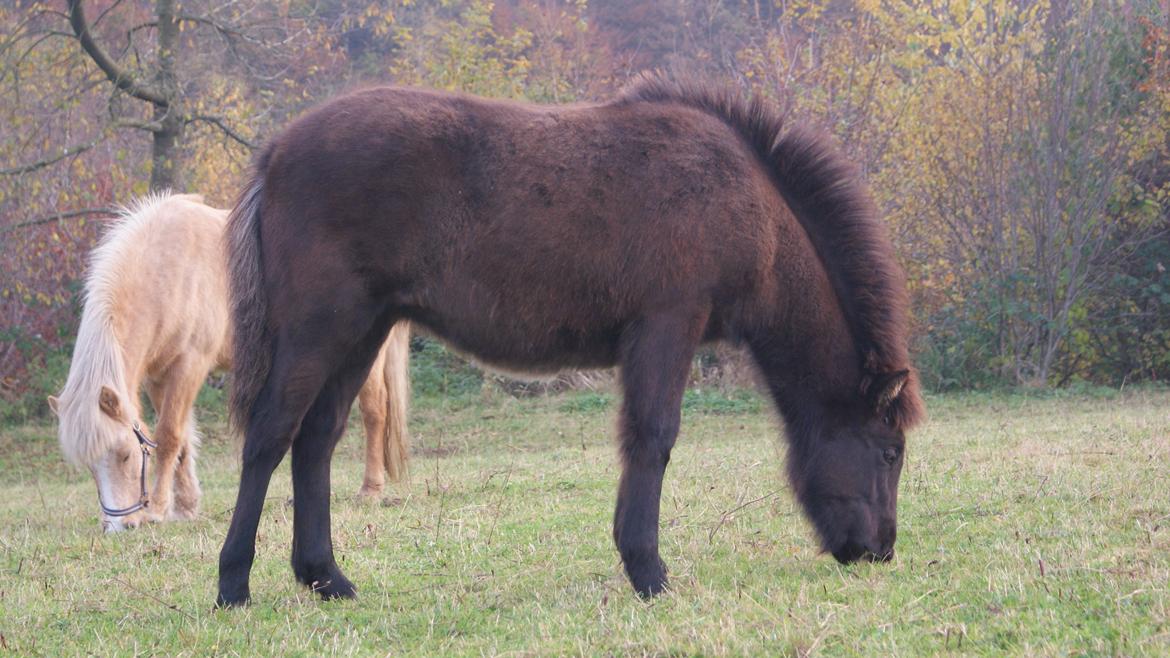 Islænder Dísa fra Lysenge billede 16