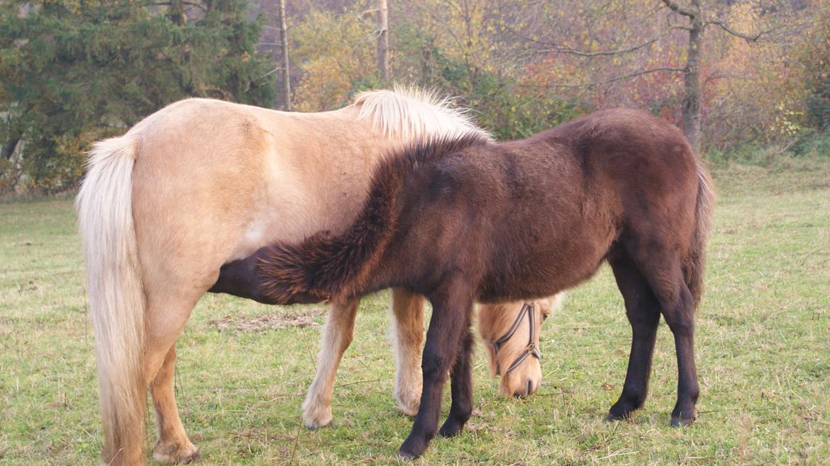 Islænder Dísa fra Lysenge billede 15