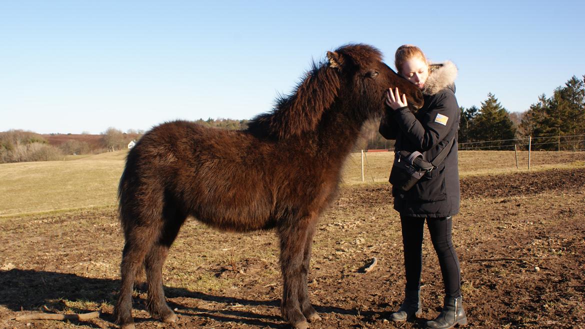 Islænder Dísa fra Lysenge billede 17
