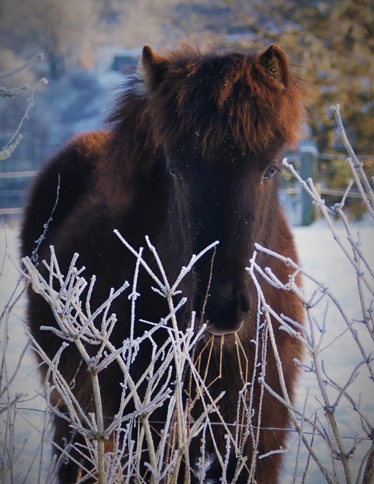 Islænder Dísa fra Lysenge billede 18