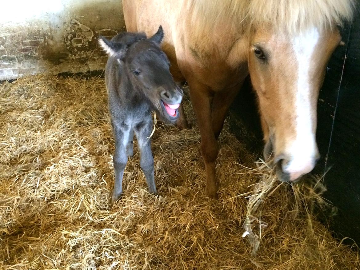 Islænder Dísa fra Lysenge - Første dag billede 2