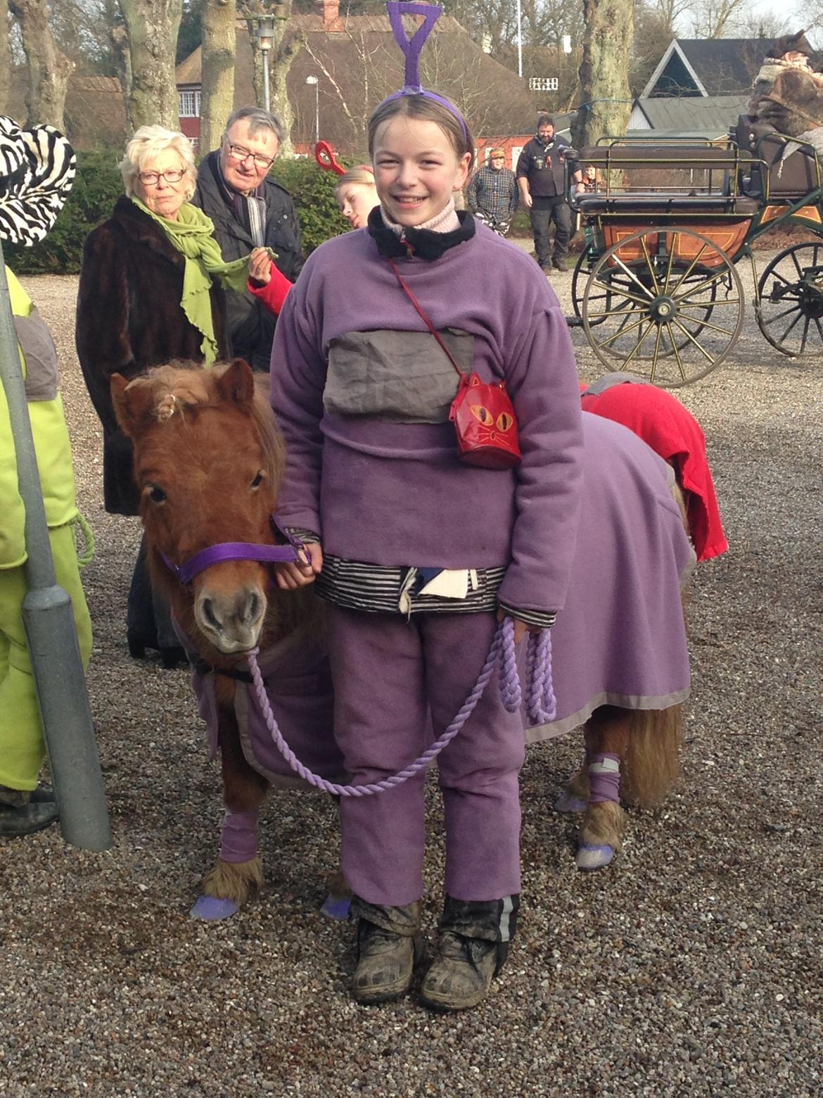 Shetlænder Josefine billede 7