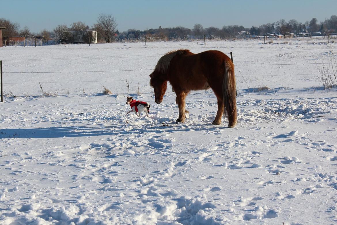Islænder Yrí billede 1