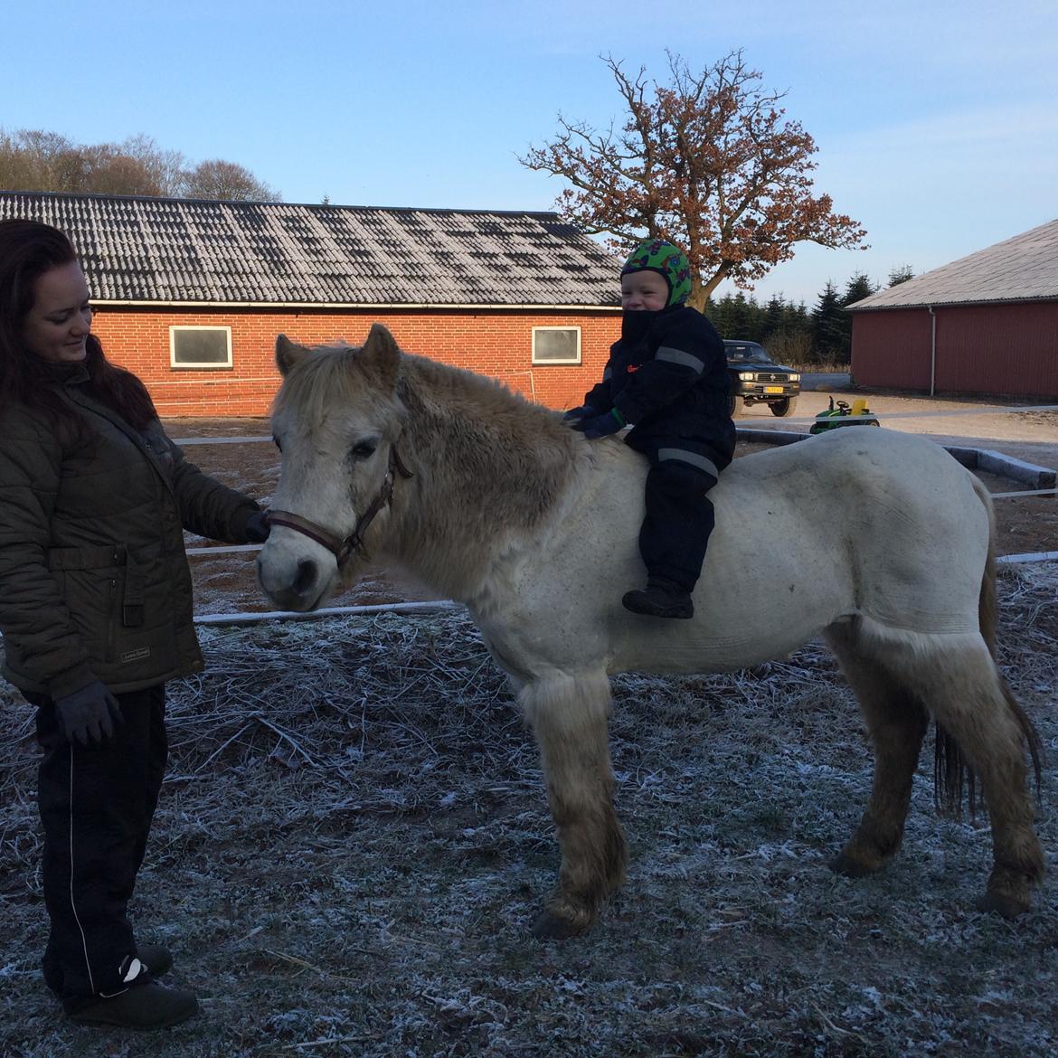 Anden særlig race Lady billede 16
