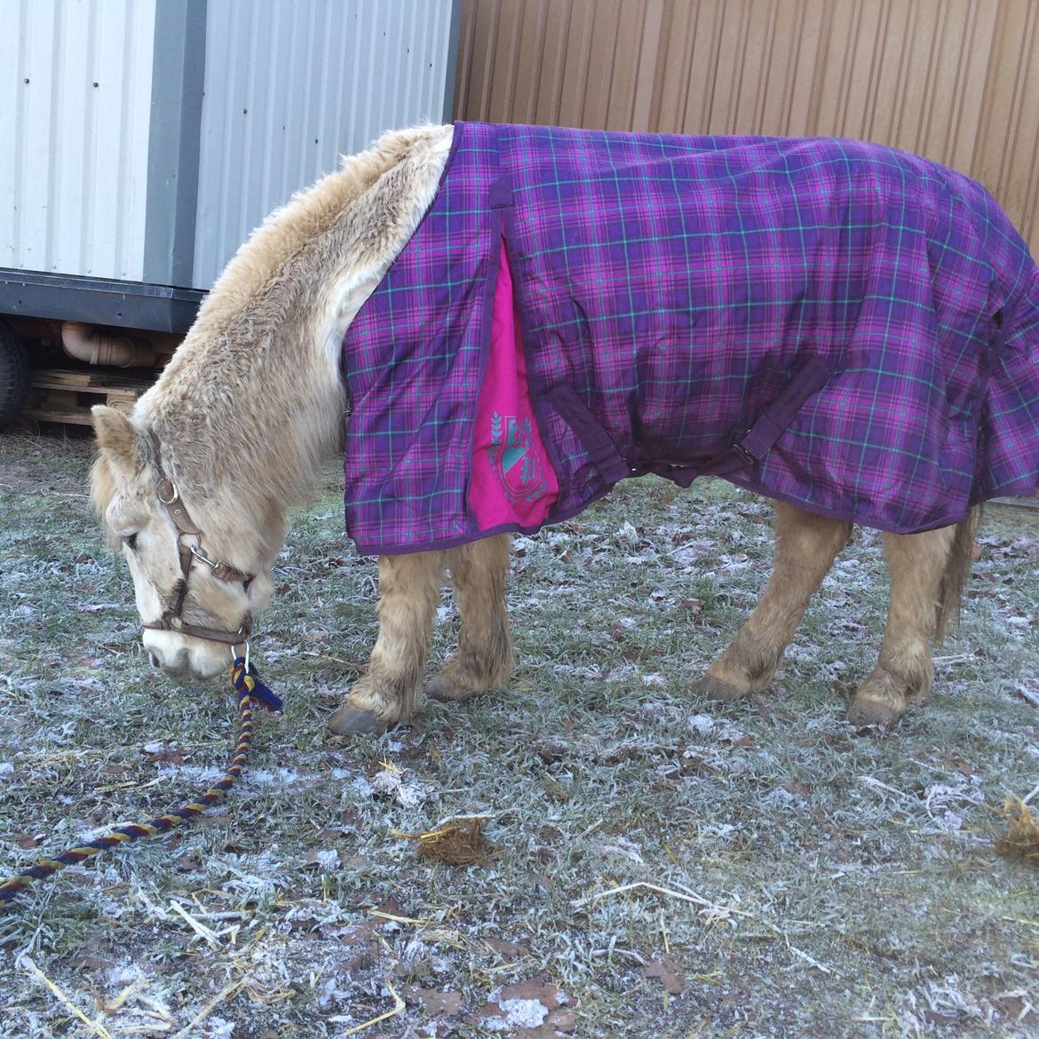 Anden særlig race Lady billede 17