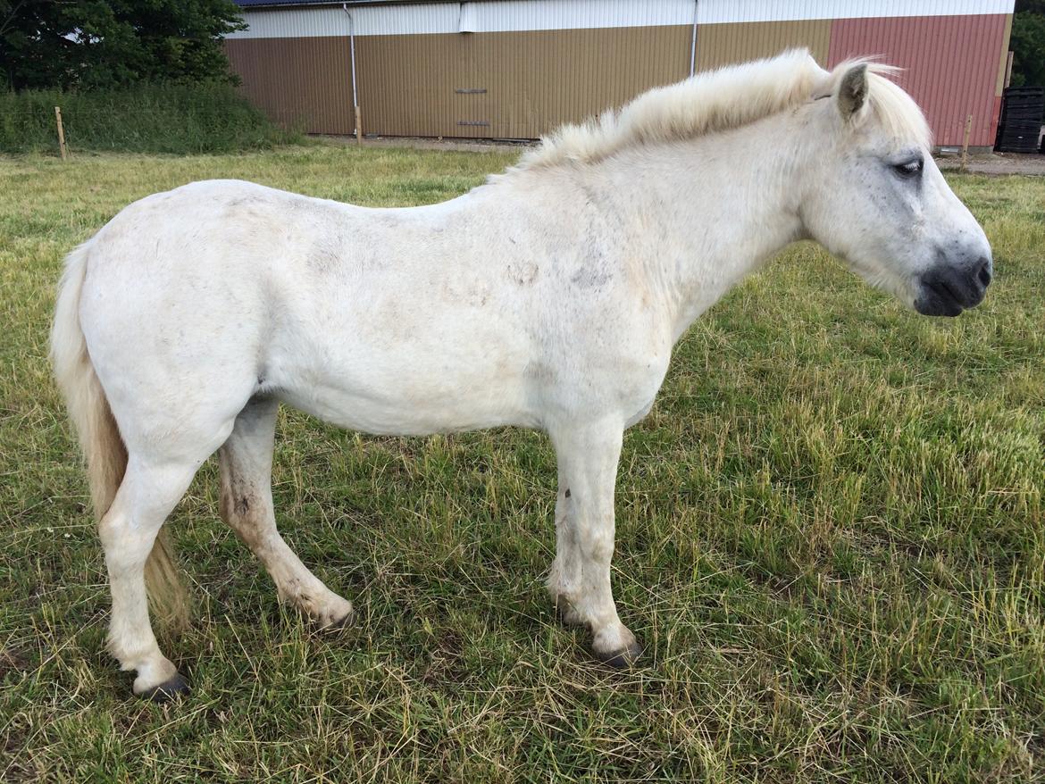 Anden særlig race Lady billede 15