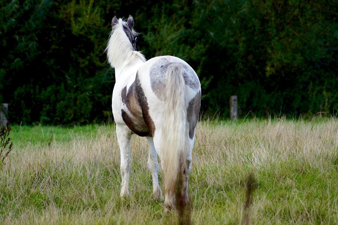 Anden særlig race Clements MilkyWay - glad pony på fold billede 5