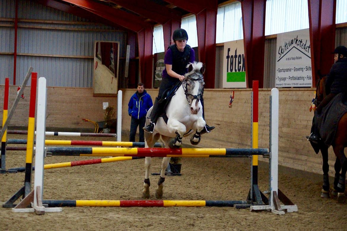 Anden særlig race Clements MilkyWay - 80 cm  billede 11