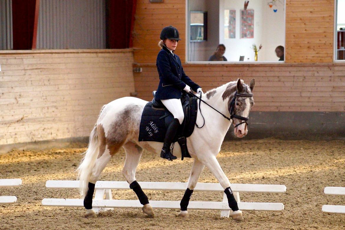 Anden særlig race Clements MilkyWay - fra et af vores bedste stæver i dressur billede 9