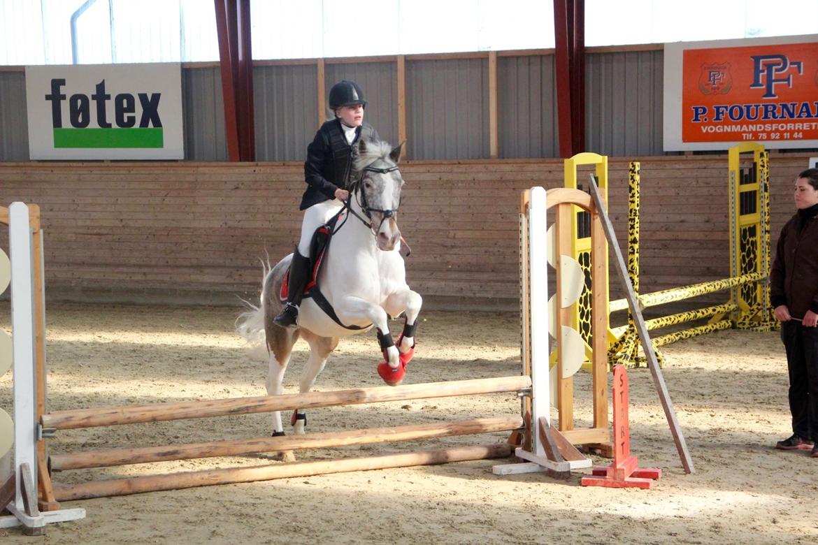 Anden særlig race Clements MilkyWay - et billede fra vores første springstævne billede 4