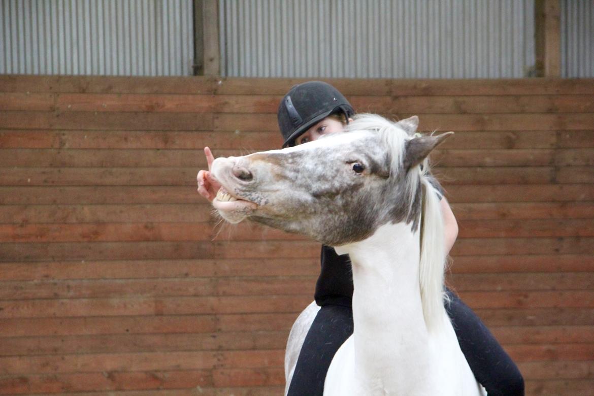 Anden særlig race Clements MilkyWay - smil  billede 17