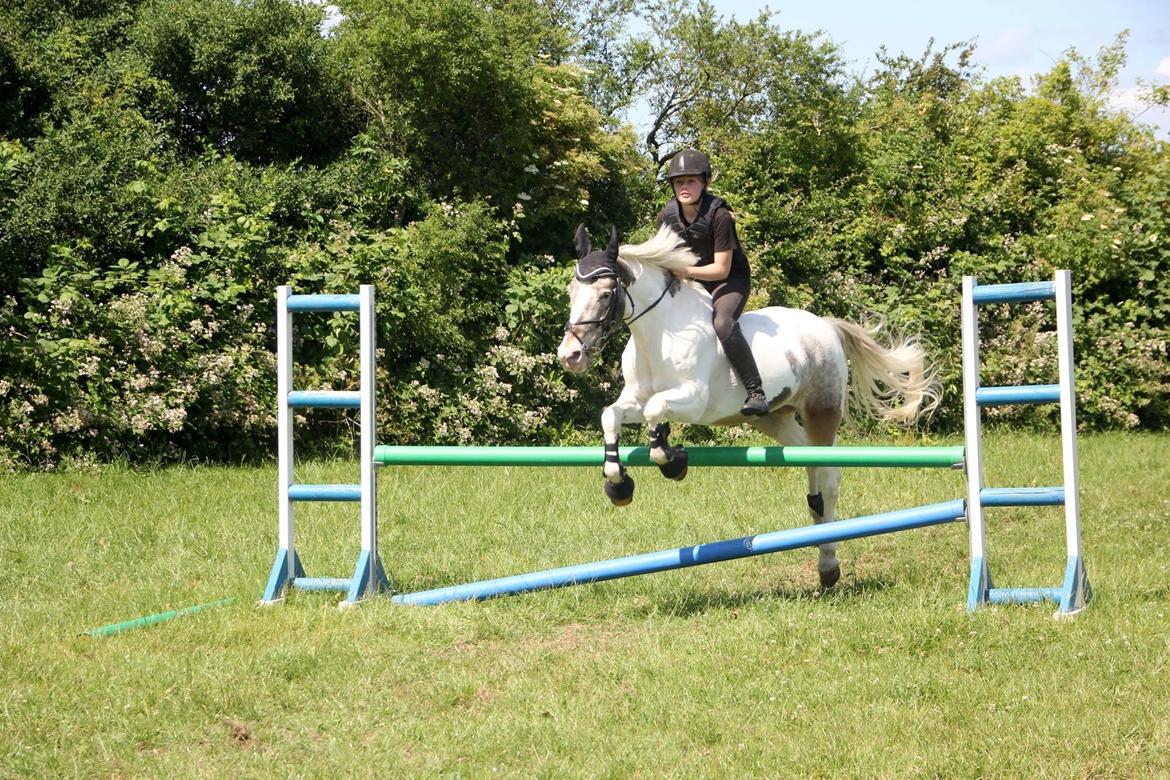 Anden særlig race Clements MilkyWay - 85 cm uden sadel :D  billede 14