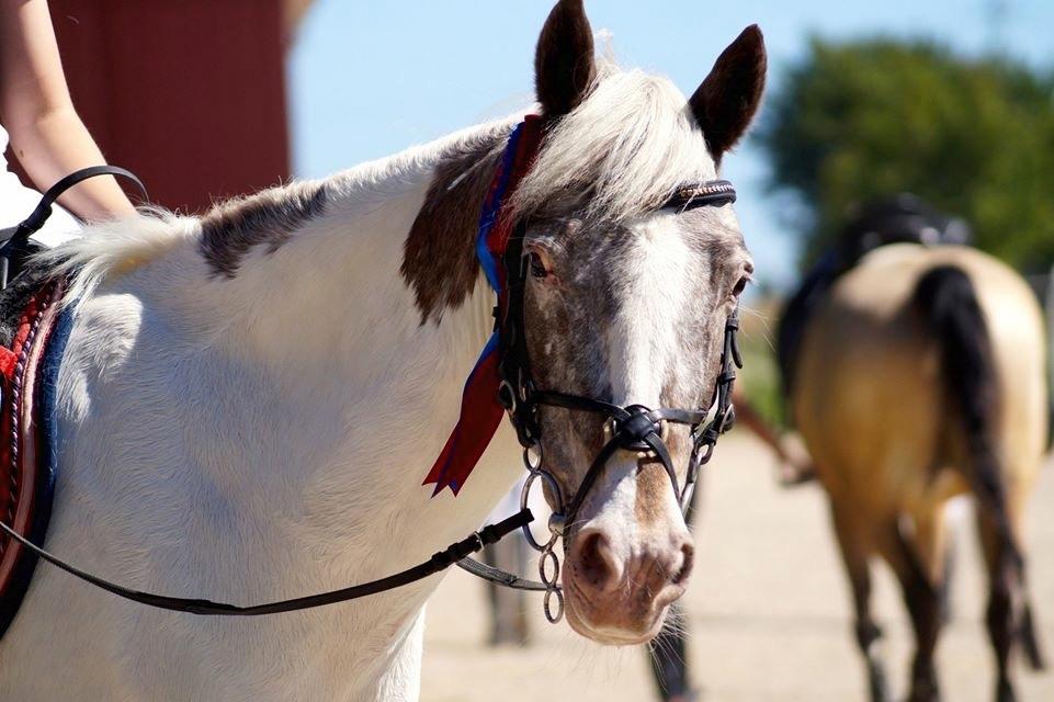 Anden særlig race Clements MilkyWay - træt pony efter en god runde  billede 18