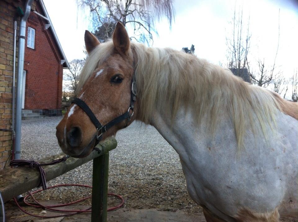 Anden særlig race I Turbo billede 29