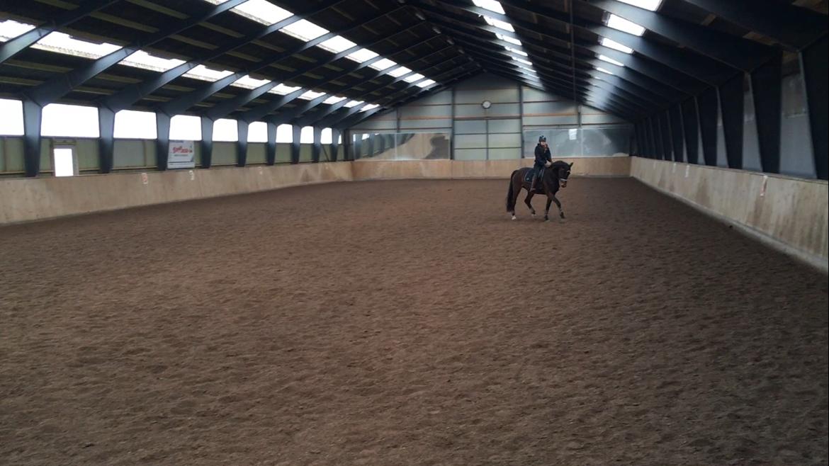 Dansk Varmblod Birkholm's ronja billede 6