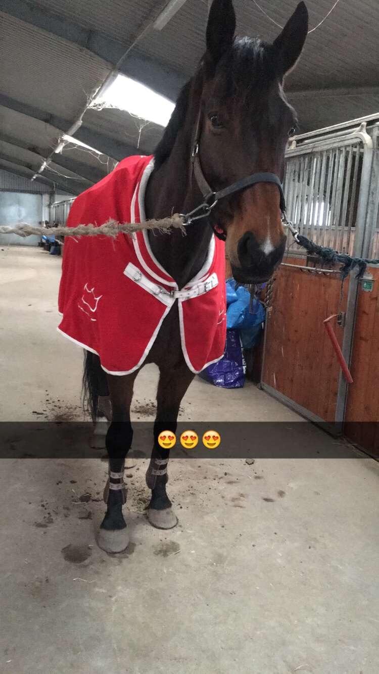 Dansk Varmblod Birkholm's ronja billede 7