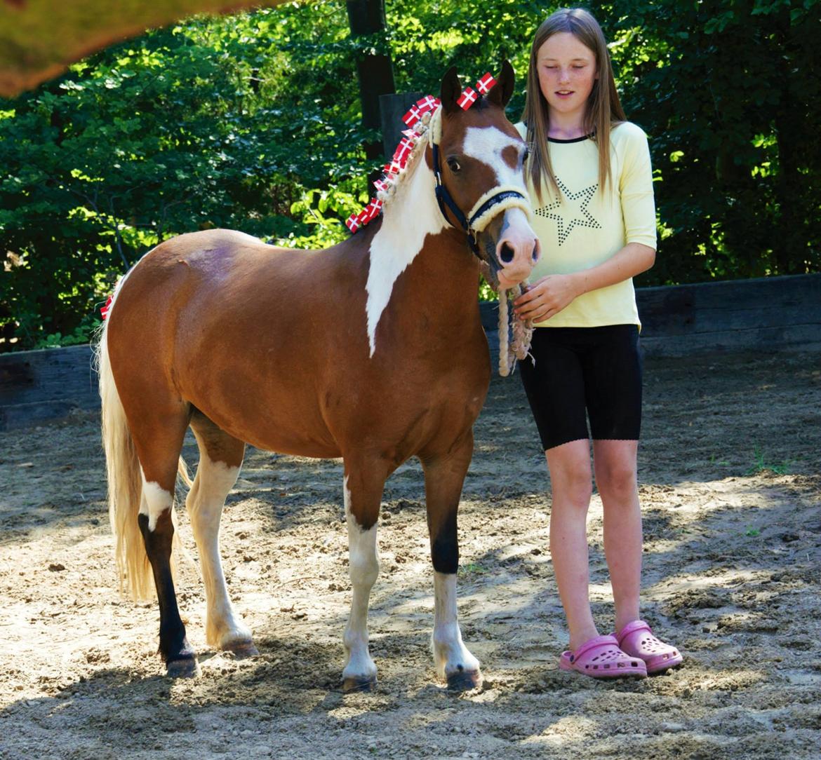 Pinto Unique  *SØGER NYT HJEM* billede 2