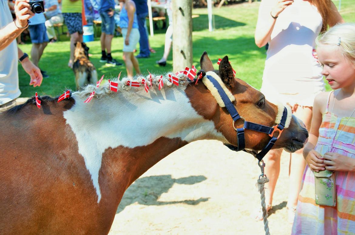 Pinto Unique  *SØGER NYT HJEM* billede 3