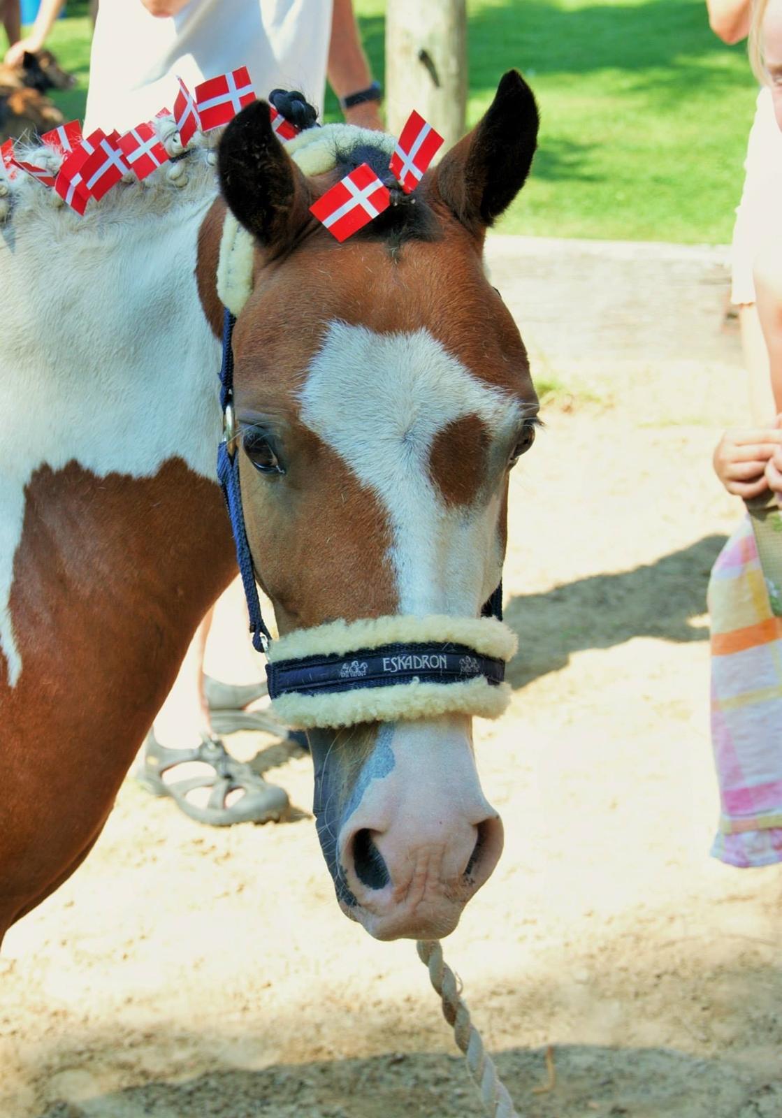 Pinto Unique  *SØGER NYT HJEM* billede 1