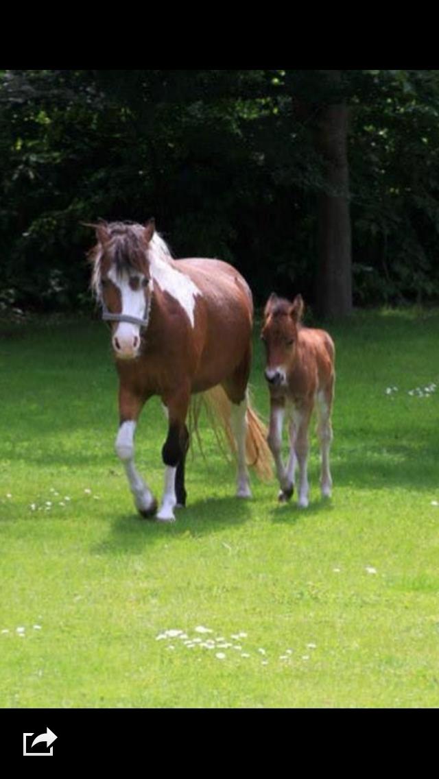 Pinto Unique  *SØGER NYT HJEM* billede 4