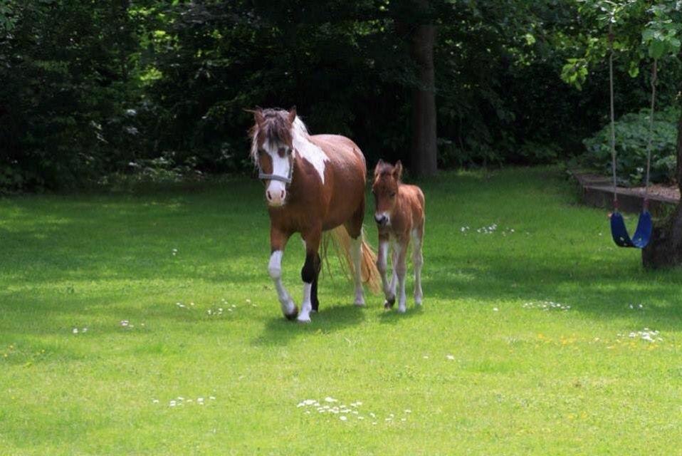 Pinto Unique  *SØGER NYT HJEM* billede 6