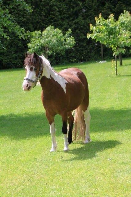 Pinto Unique  *SØGER NYT HJEM* billede 5