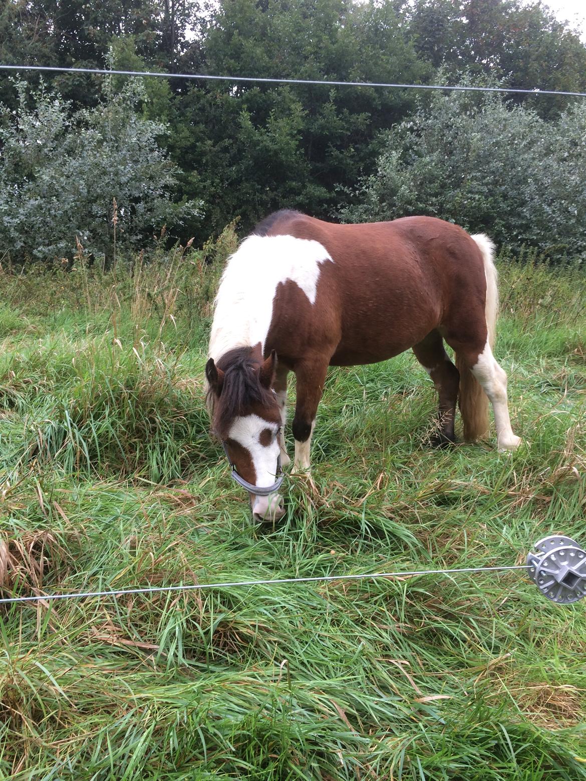 Pinto Unique  *SØGER NYT HJEM* billede 7