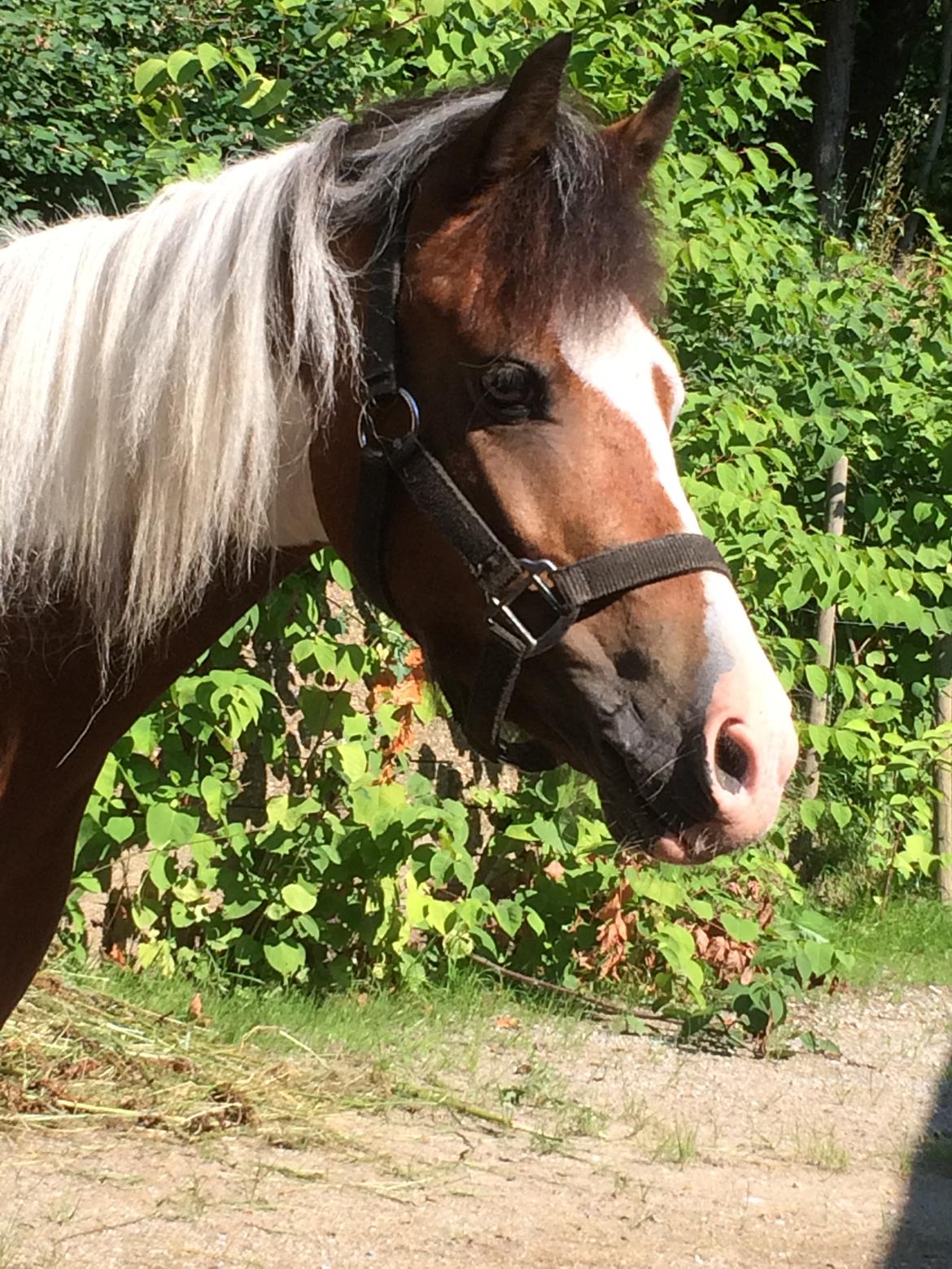 Pinto Unique  *SØGER NYT HJEM* billede 8