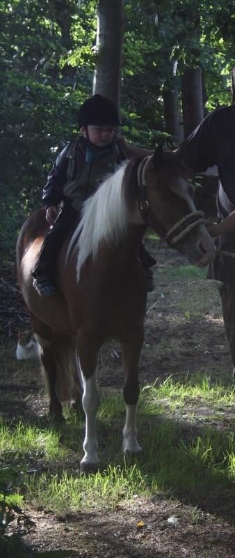 Pinto Unique  *SØGER NYT HJEM* billede 10