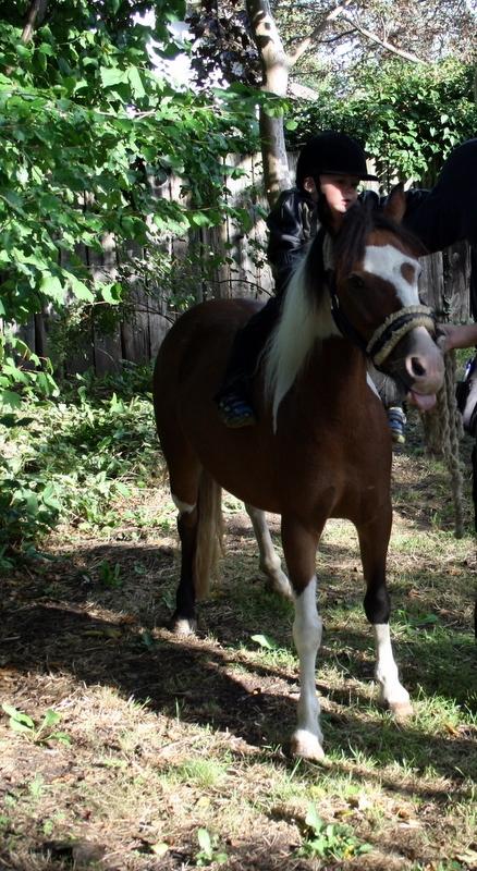 Pinto Unique  *SØGER NYT HJEM* billede 11