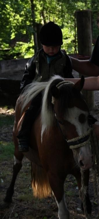 Pinto Unique  *SØGER NYT HJEM* billede 9