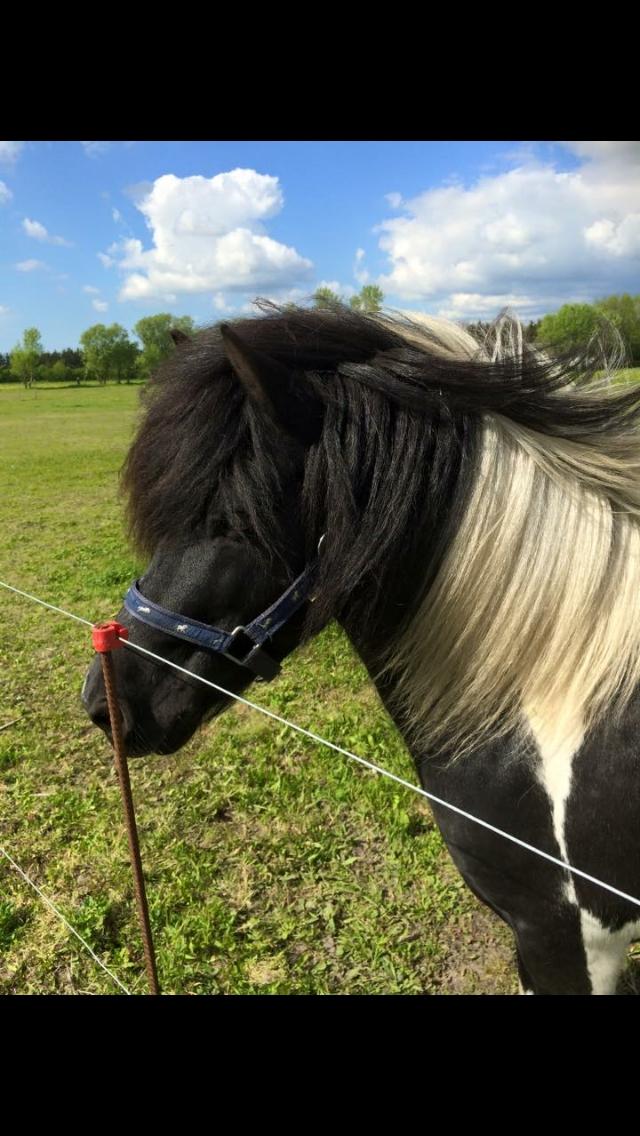 Anden særlig race Roosgårdens Viktor  billede 1