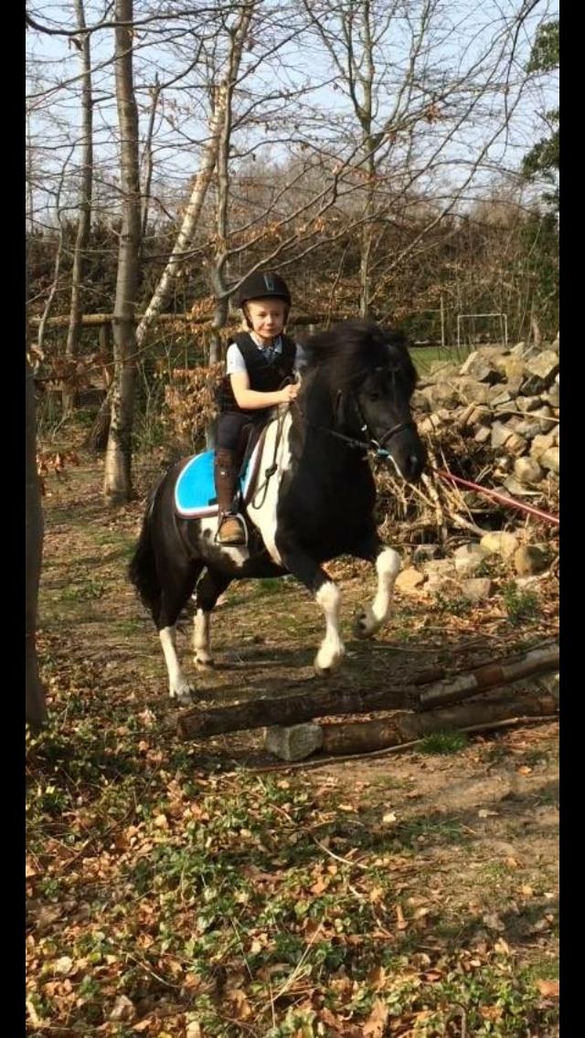Anden særlig race Roosgårdens Viktor  billede 3