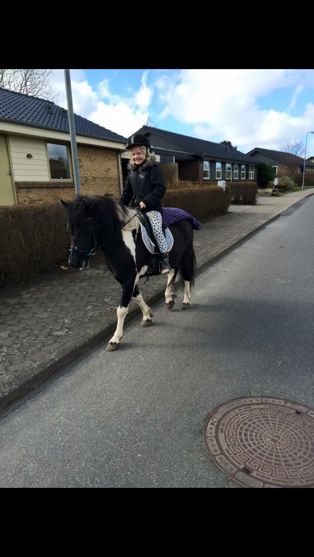 Anden særlig race Roosgårdens Viktor  billede 4