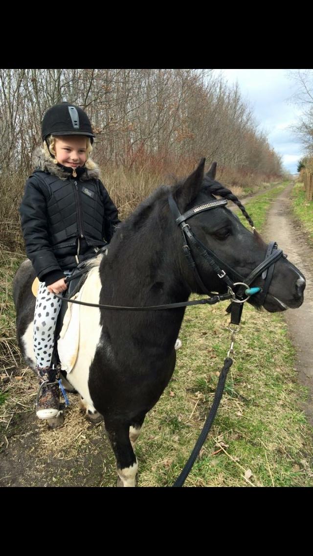Anden særlig race Roosgårdens Viktor  billede 5