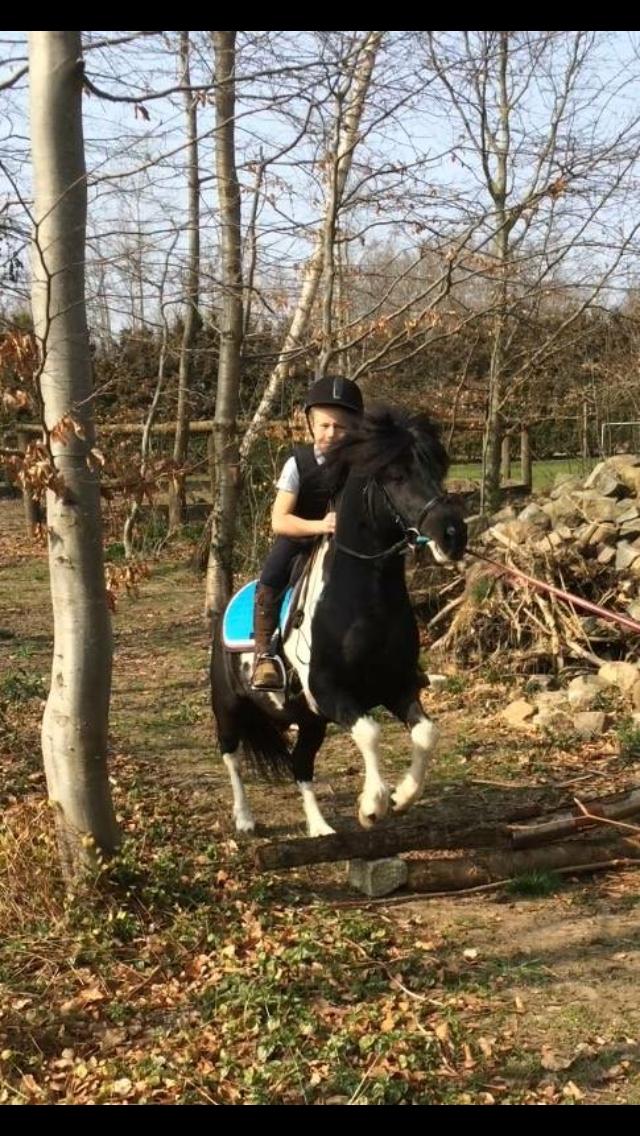 Anden særlig race Roosgårdens Viktor  billede 2