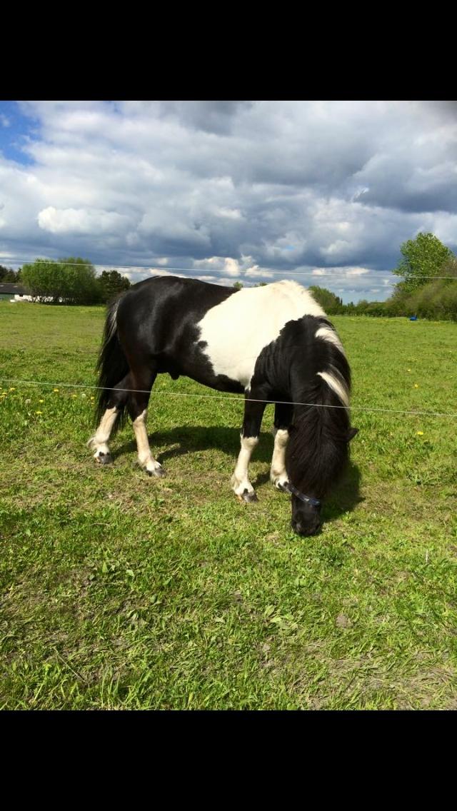 Anden særlig race Roosgårdens Viktor  billede 8