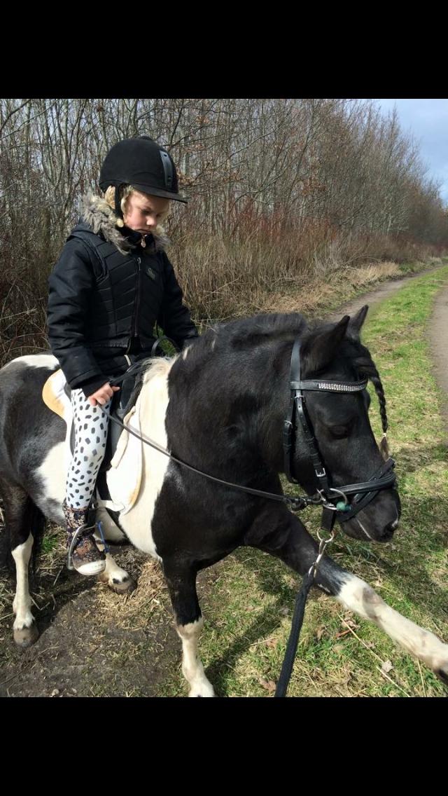 Anden særlig race Roosgårdens Viktor  billede 6