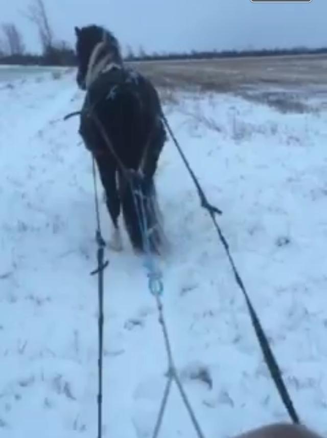 Anden særlig race Roosgårdens Viktor  billede 9