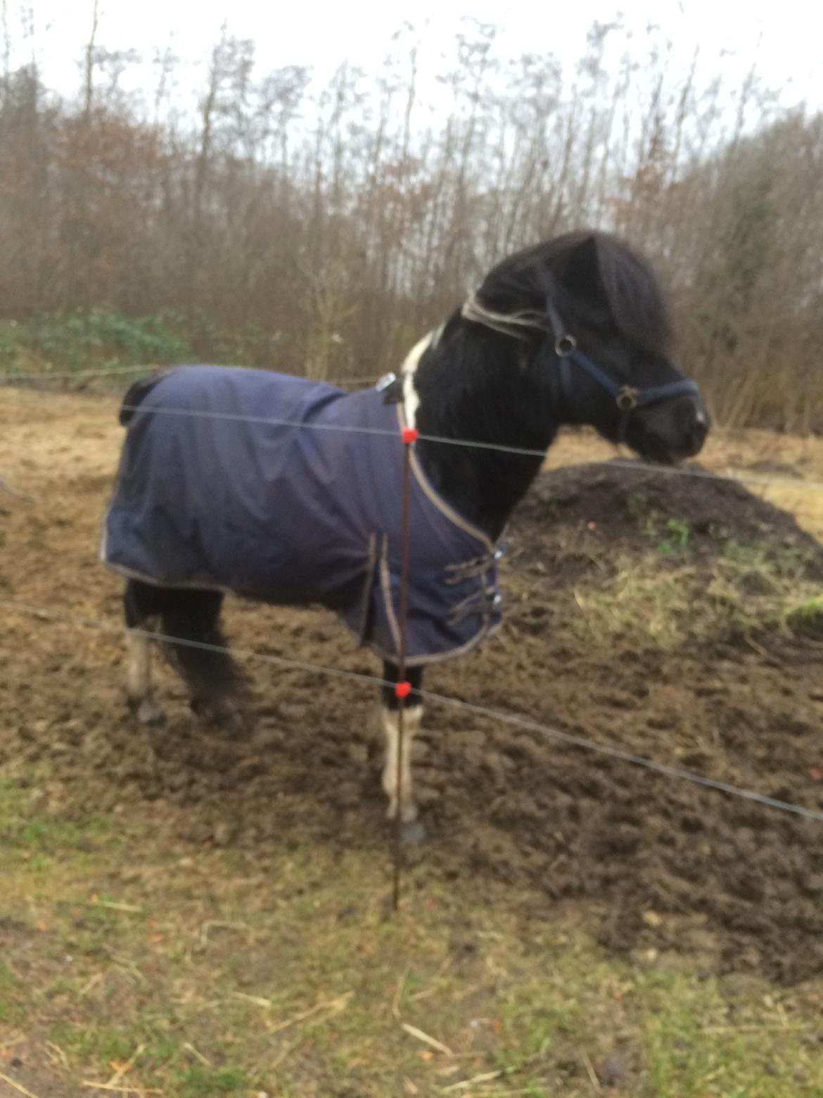 Anden særlig race Roosgårdens Viktor  billede 10