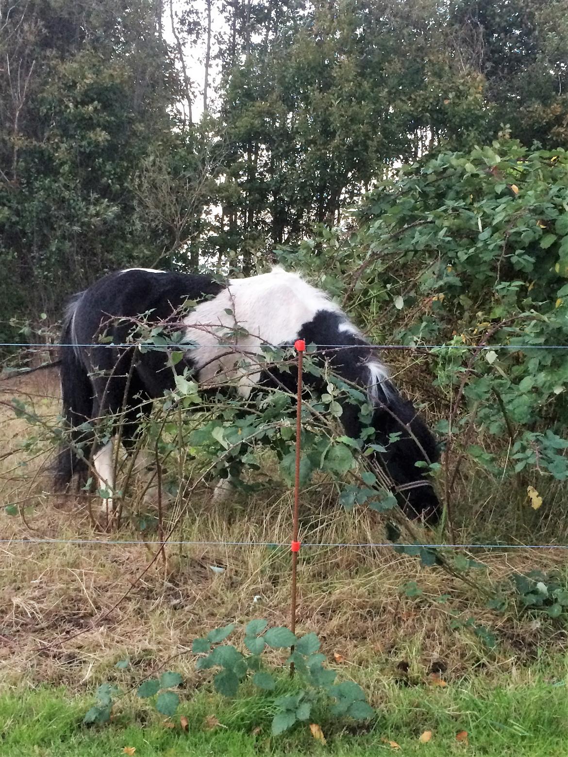 Anden særlig race Roosgårdens Viktor  billede 11