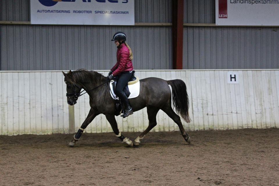 Welsh Partbred (Sec F) Mølgaards Comtessa billede 2