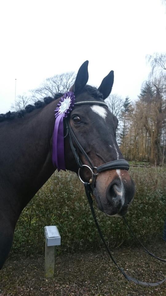 Oldenborg Another one 2 (Dundee) - stolt af ham😍 billede 8